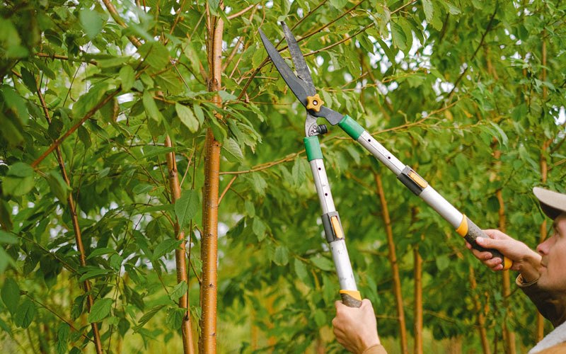 Tree trimming in Rio Vista, CA